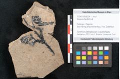 Foto (Objekt + Etikett) von Sequoia hardtii Endl. (NHMW-GEO-2024-0188-8234)